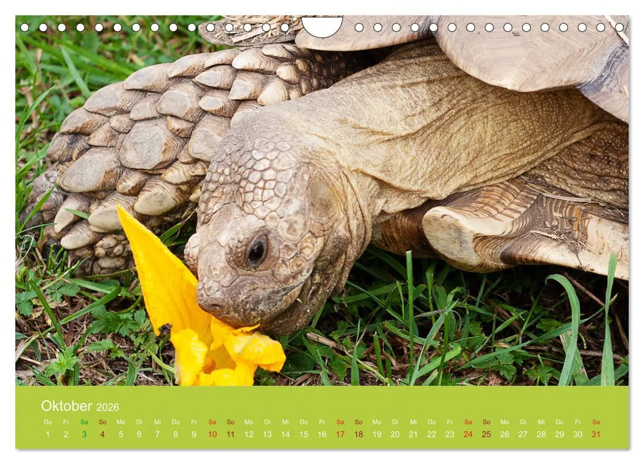 Bild: 9783457826997 | Meine Schildkröten (Wandkalender 2026 DIN A4 quer), CALVENDO...