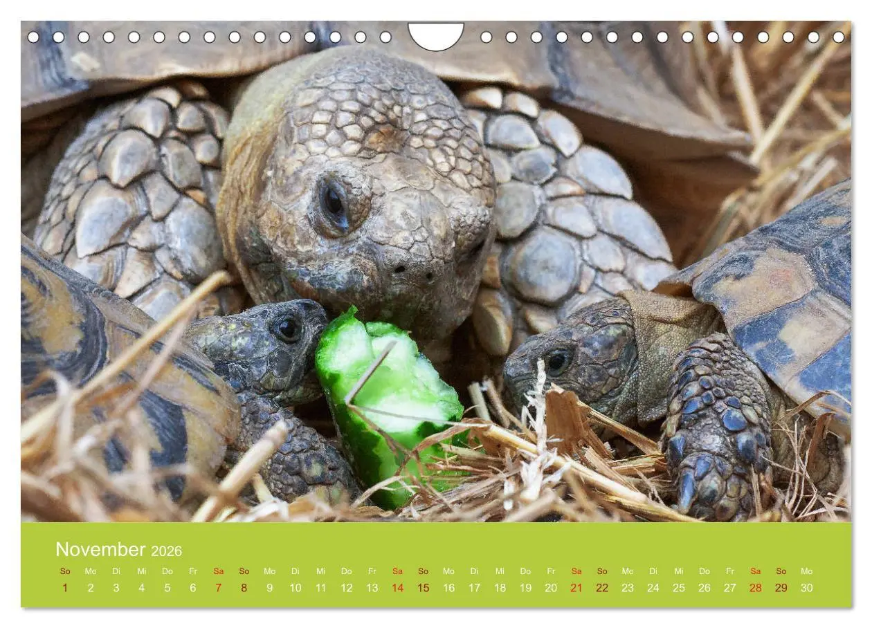 Bild: 9783457826997 | Meine Schildkröten (Wandkalender 2026 DIN A4 quer), CALVENDO...