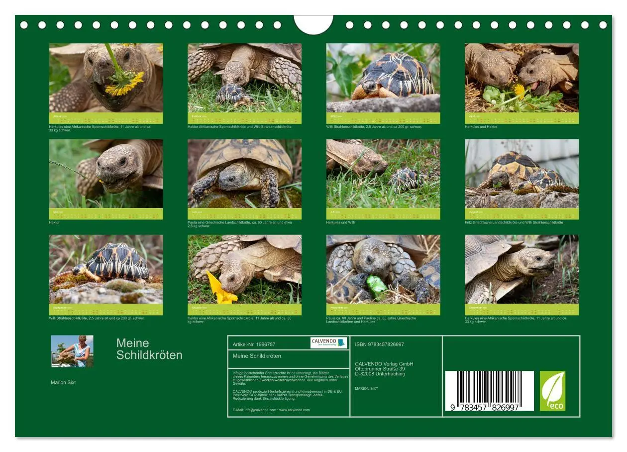 Bild: 9783457826997 | Meine Schildkröten (Wandkalender 2026 DIN A4 quer), CALVENDO...