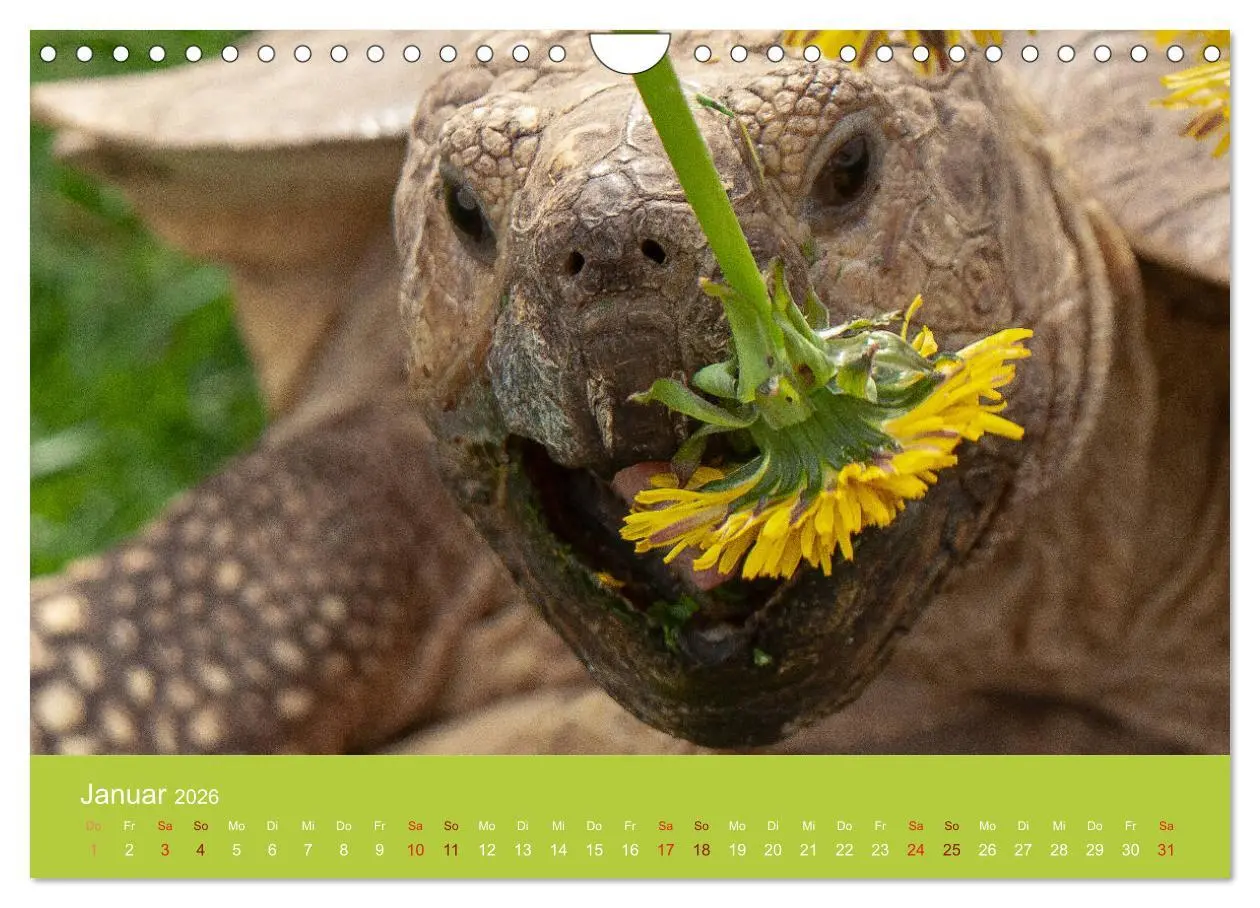 Bild: 9783457826997 | Meine Schildkröten (Wandkalender 2026 DIN A4 quer), CALVENDO...