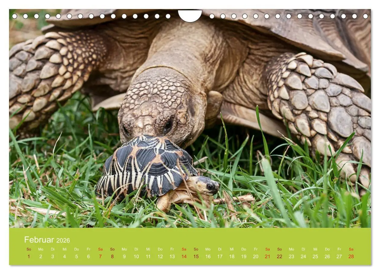 Bild: 9783457826997 | Meine Schildkröten (Wandkalender 2026 DIN A4 quer), CALVENDO...