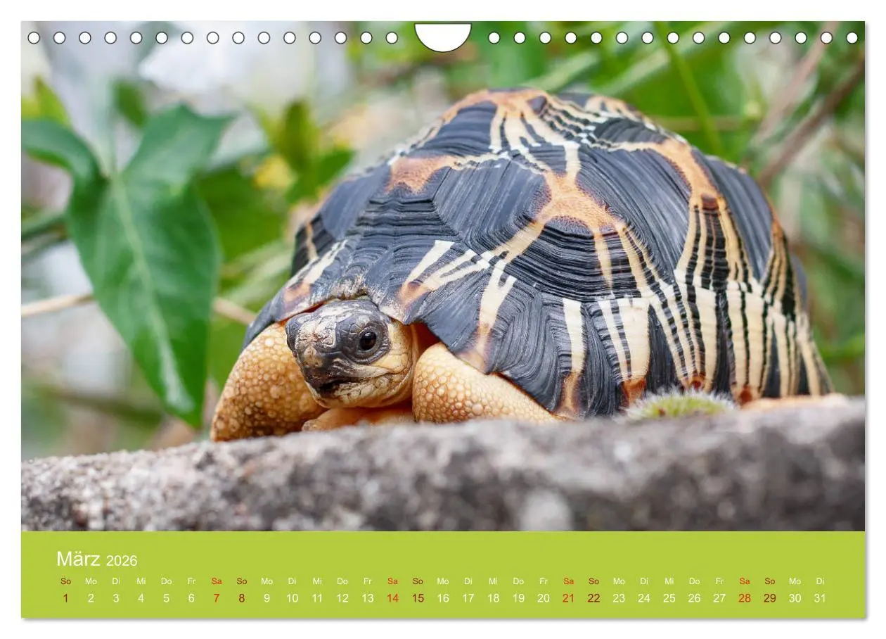 Bild: 9783457826997 | Meine Schildkröten (Wandkalender 2026 DIN A4 quer), CALVENDO...