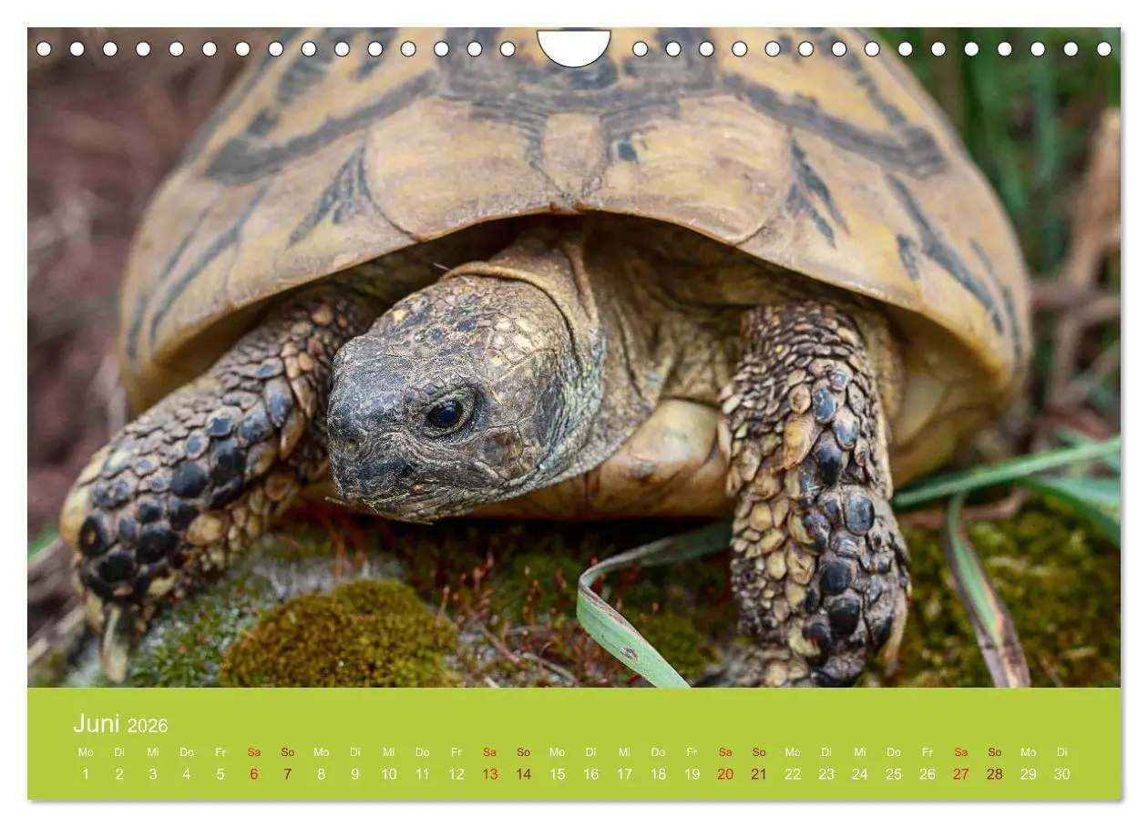 Bild: 9783457826997 | Meine Schildkröten (Wandkalender 2026 DIN A4 quer), CALVENDO...