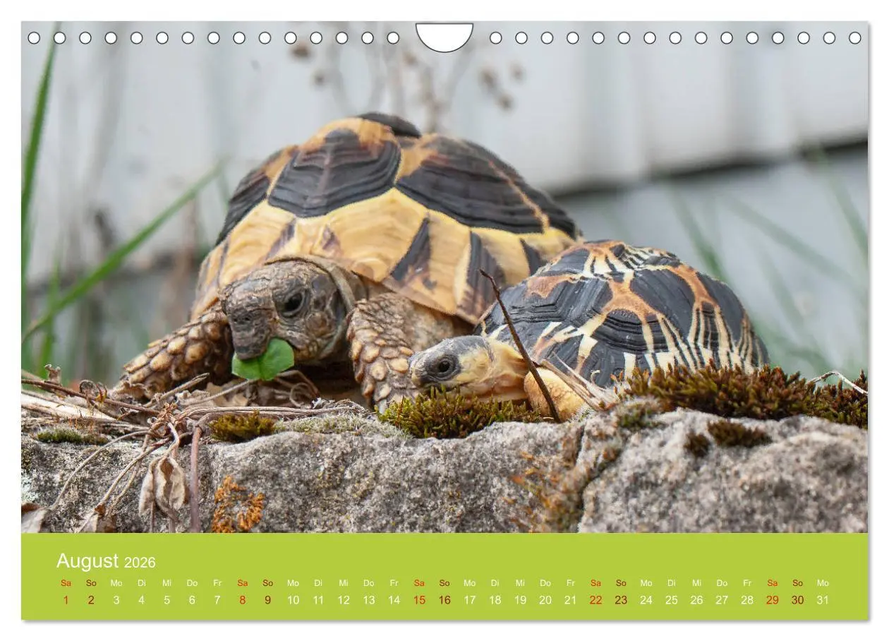 Bild: 9783457826997 | Meine Schildkröten (Wandkalender 2026 DIN A4 quer), CALVENDO...