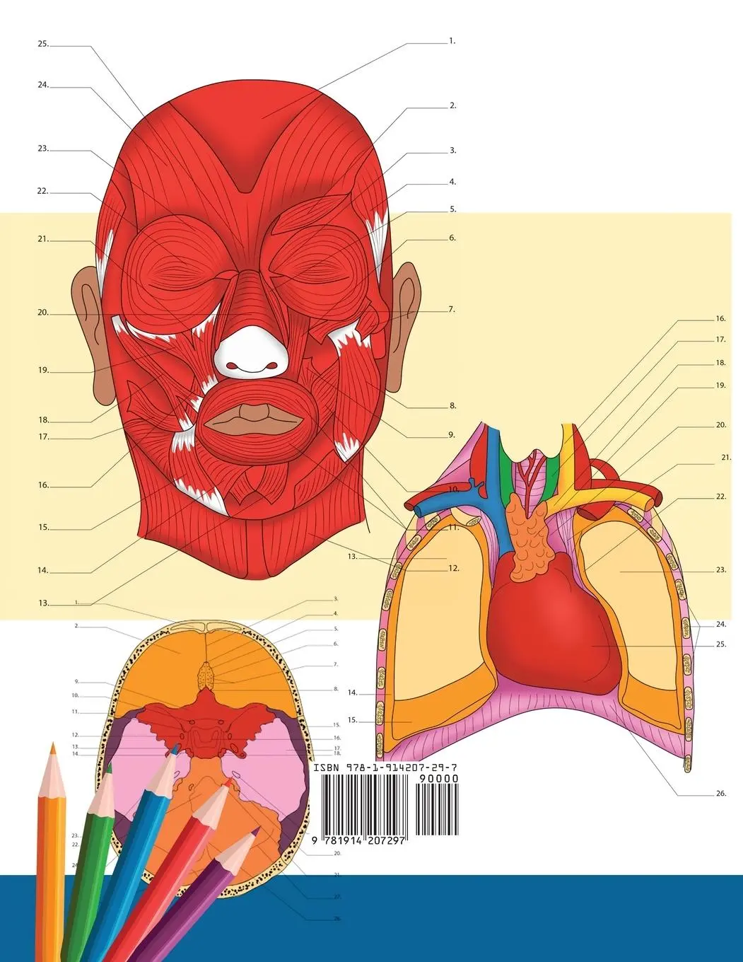 Rückseite: 9781914207297 | Libro para colorear de Neuroanatomía + Anatomía y Fisiología | Academy