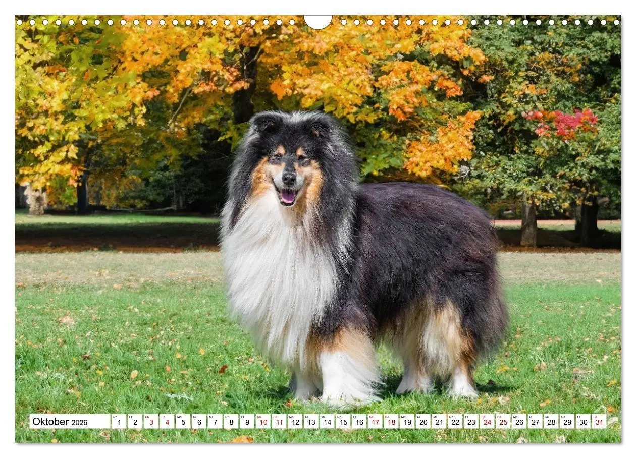 Bild: 9783516717297 | Traumhund Collie - Mein bester Freund (Wandkalender 2026 DIN A3...