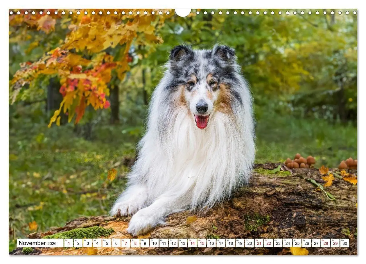 Bild: 9783516717297 | Traumhund Collie - Mein bester Freund (Wandkalender 2026 DIN A3...