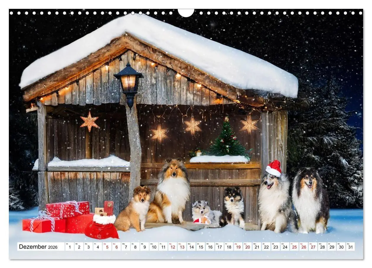 Bild: 9783516717297 | Traumhund Collie - Mein bester Freund (Wandkalender 2026 DIN A3...