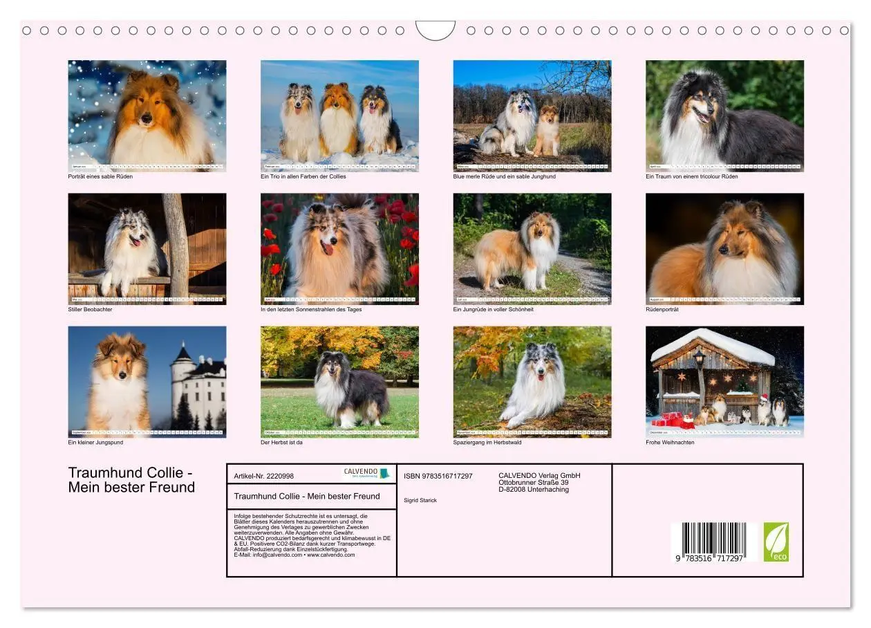 Bild: 9783516717297 | Traumhund Collie - Mein bester Freund (Wandkalender 2026 DIN A3...