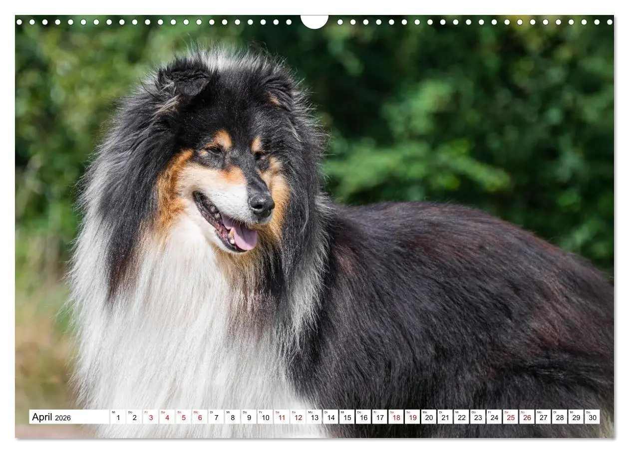 Bild: 9783516717297 | Traumhund Collie - Mein bester Freund (Wandkalender 2026 DIN A3...