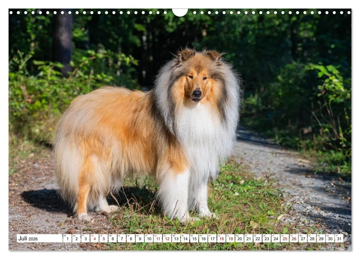 Bild: 9783516717297 | Traumhund Collie - Mein bester Freund (Wandkalender 2026 DIN A3...