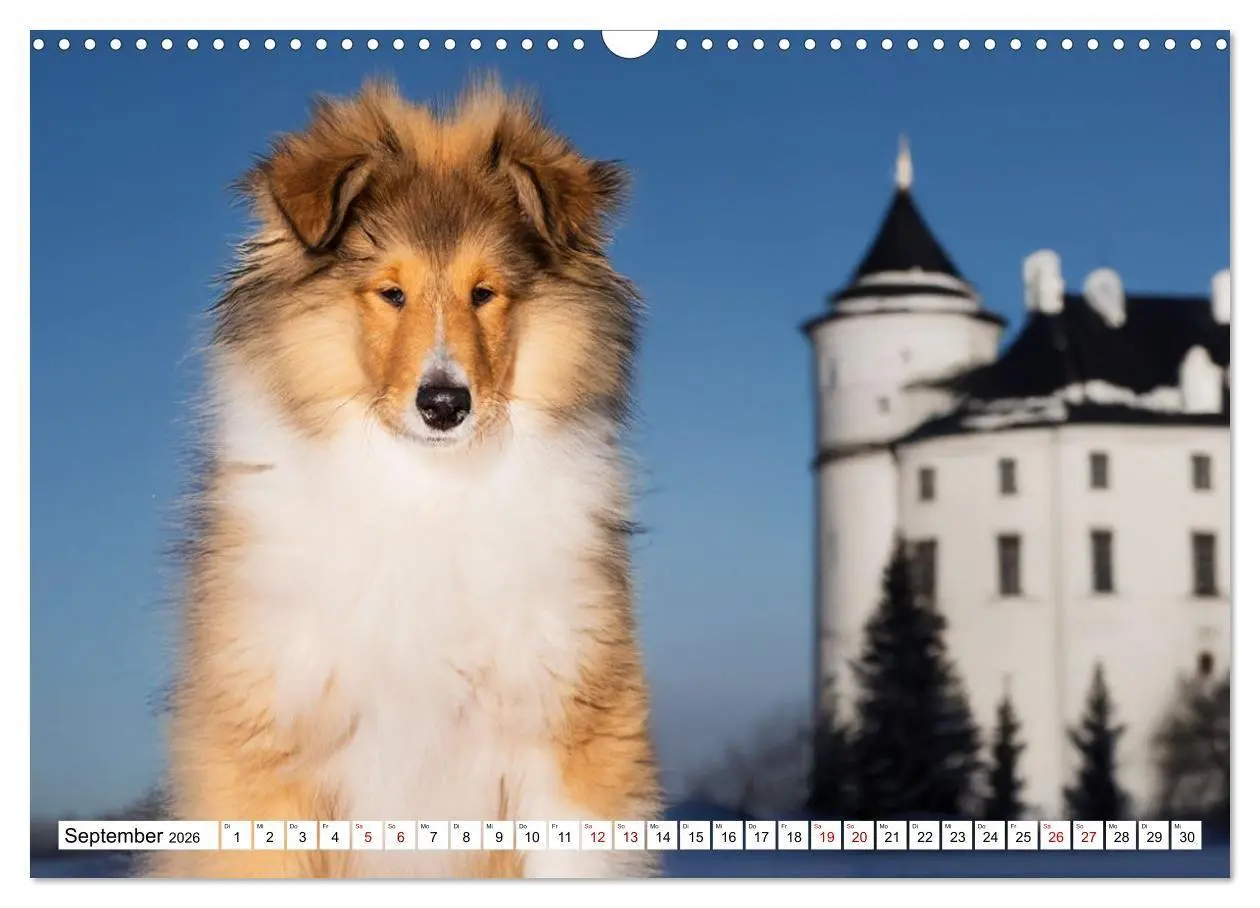 Bild: 9783516717297 | Traumhund Collie - Mein bester Freund (Wandkalender 2026 DIN A3...