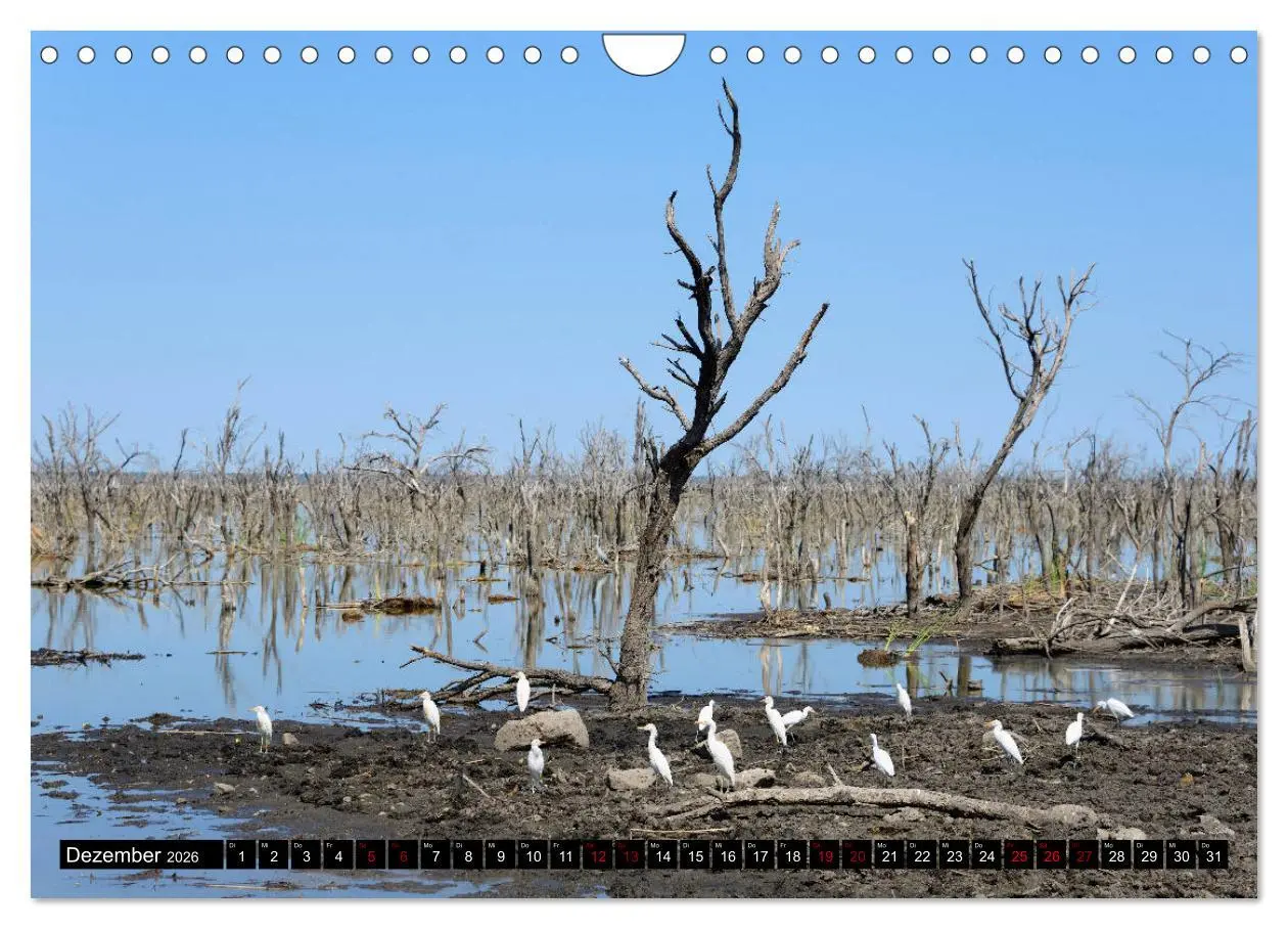 Bild: 9783457907597 | Faszination Botswana (Wandkalender 2026 DIN A4 quer), CALVENDO...