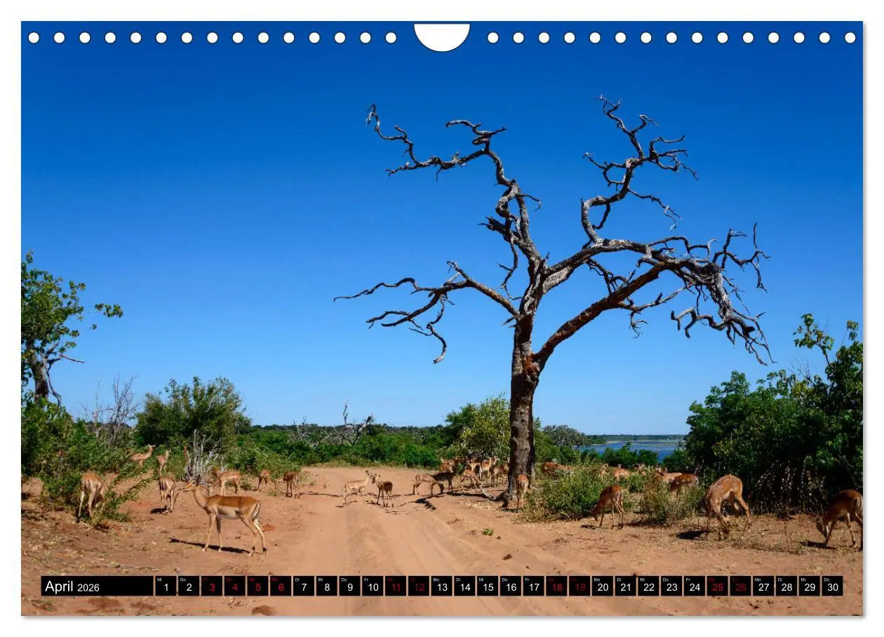 Bild: 9783457907597 | Faszination Botswana (Wandkalender 2026 DIN A4 quer), CALVENDO...