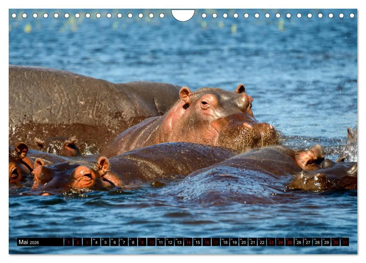 Bild: 9783457907597 | Faszination Botswana (Wandkalender 2026 DIN A4 quer), CALVENDO...