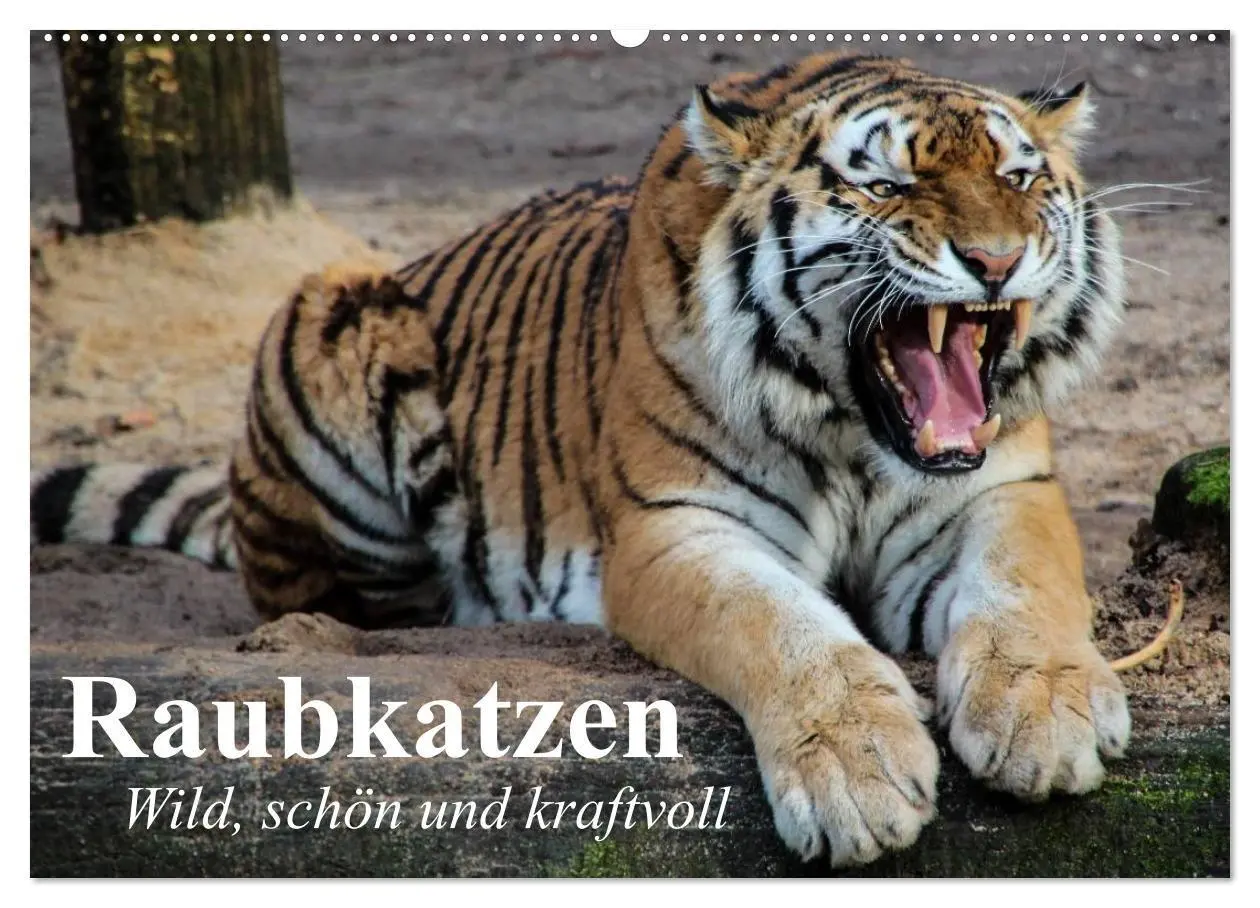 Cover: 9783594147597 | Raubkatzen. Wild, schön und kraftvoll (Wandkalender 2027 DIN A2...