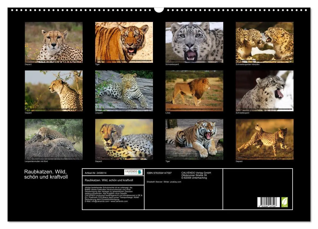 Bild: 9783594147597 | Raubkatzen. Wild, schön und kraftvoll (Wandkalender 2027 DIN A2...