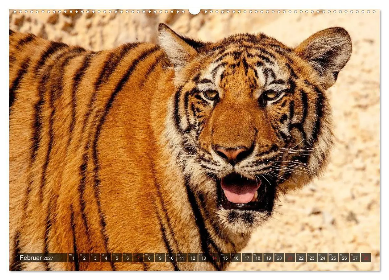 Bild: 9783594147597 | Raubkatzen. Wild, schön und kraftvoll (Wandkalender 2027 DIN A2...