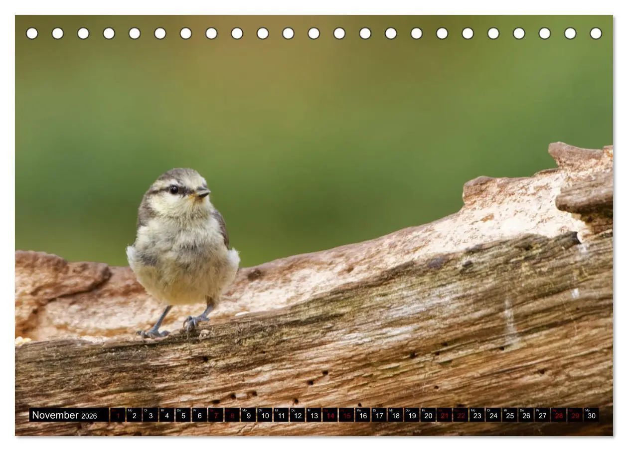 Bild: 9783457447697 | Vogelkinder - Junge Wildvögel (Tischkalender 2026 DIN A5 quer),...