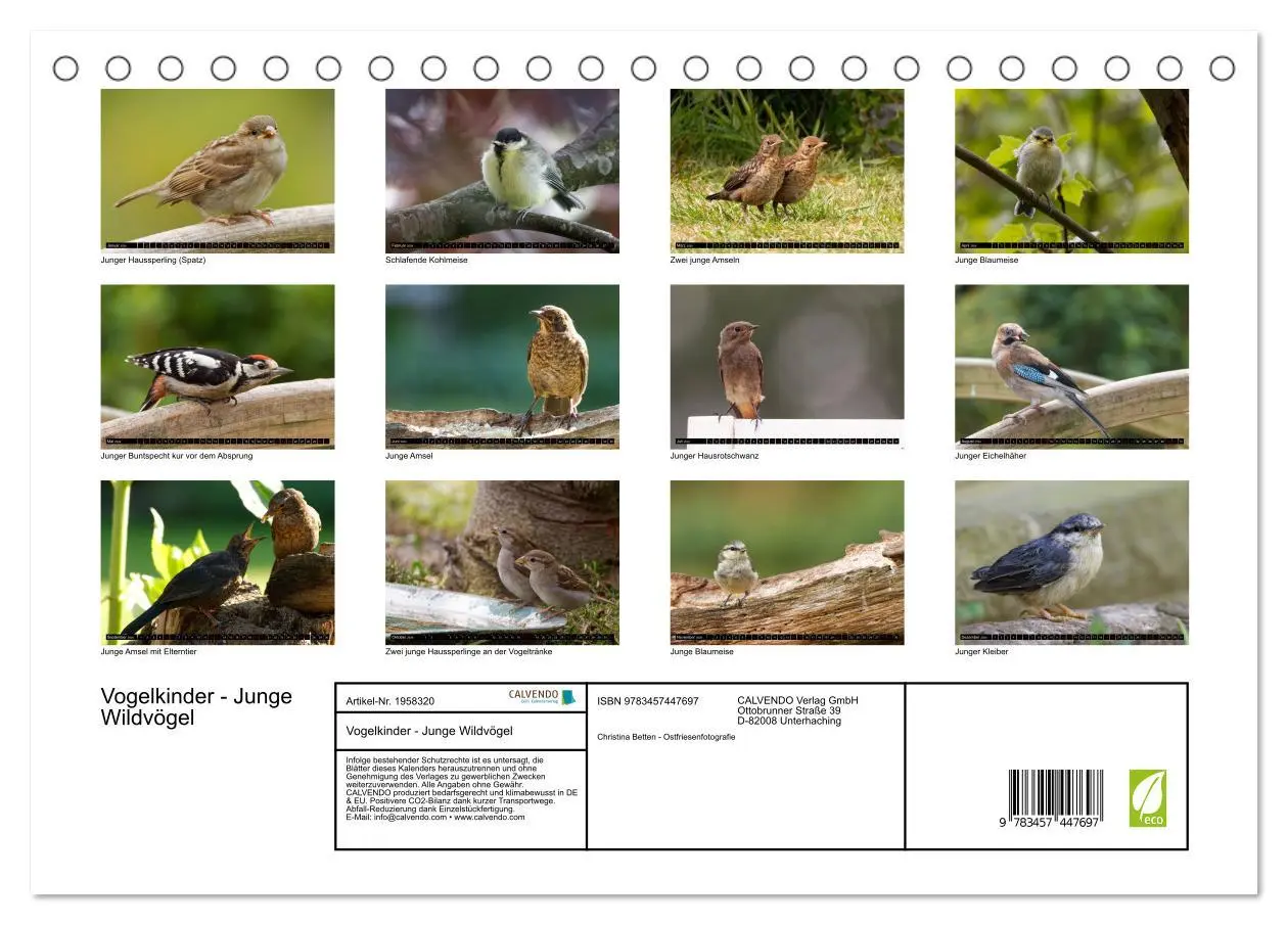 Bild: 9783457447697 | Vogelkinder - Junge Wildvögel (Tischkalender 2026 DIN A5 quer),...