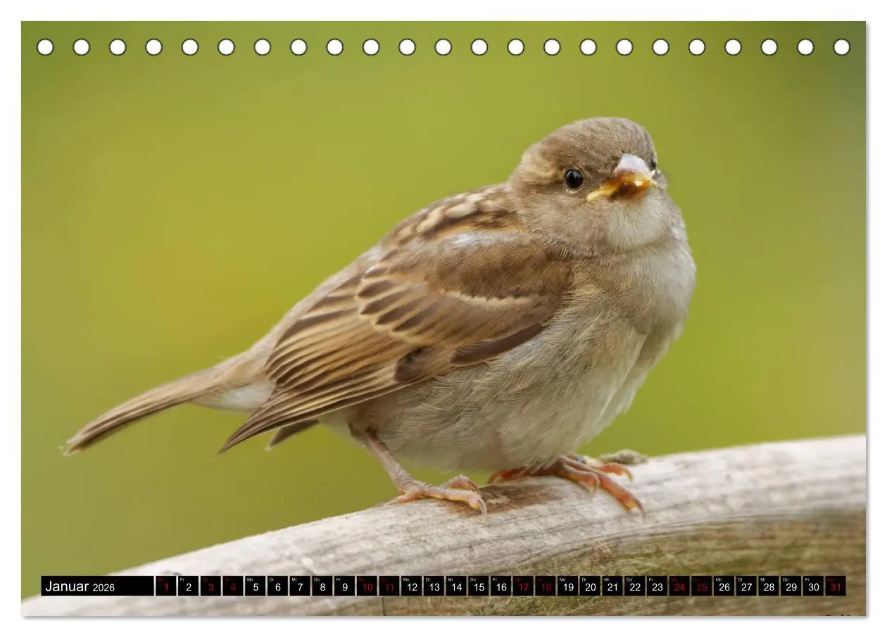 Bild: 9783457447697 | Vogelkinder - Junge Wildvögel (Tischkalender 2026 DIN A5 quer),...