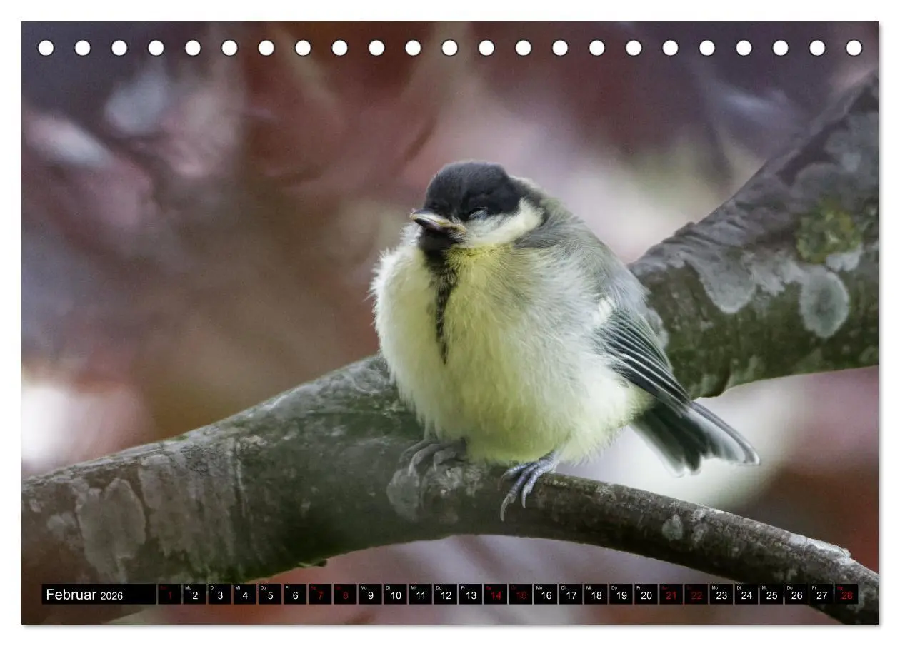 Bild: 9783457447697 | Vogelkinder - Junge Wildvögel (Tischkalender 2026 DIN A5 quer),...