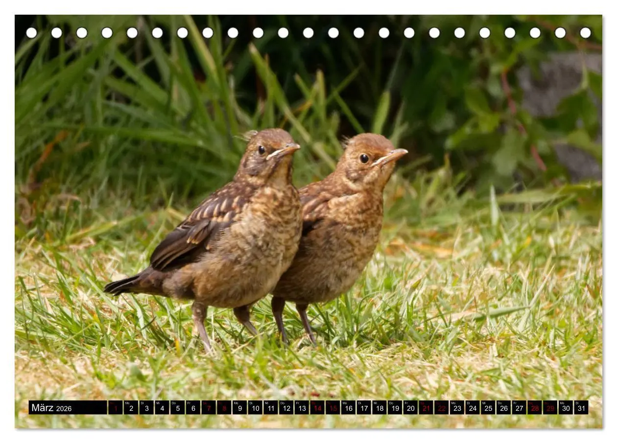 Bild: 9783457447697 | Vogelkinder - Junge Wildvögel (Tischkalender 2026 DIN A5 quer),...