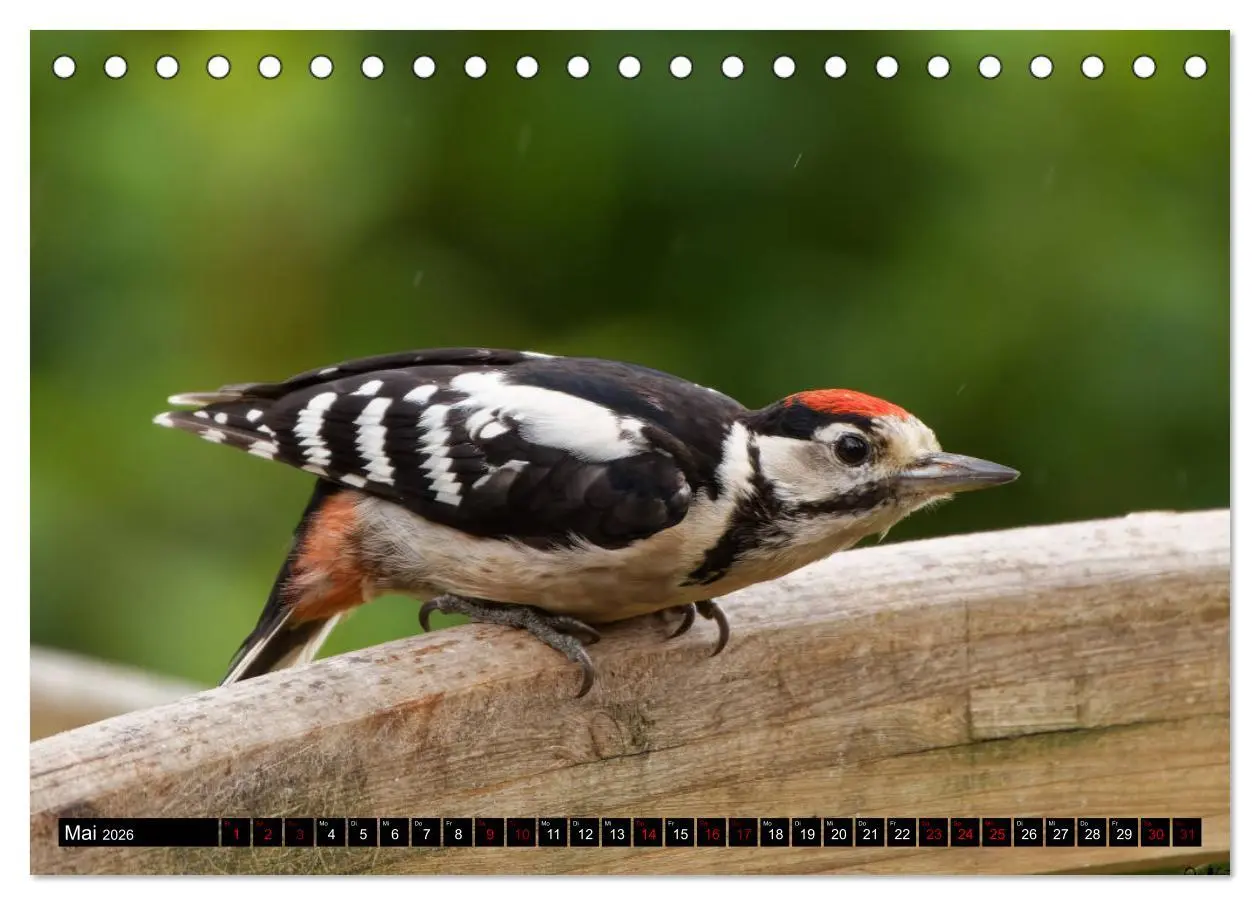 Bild: 9783457447697 | Vogelkinder - Junge Wildvögel (Tischkalender 2026 DIN A5 quer),...