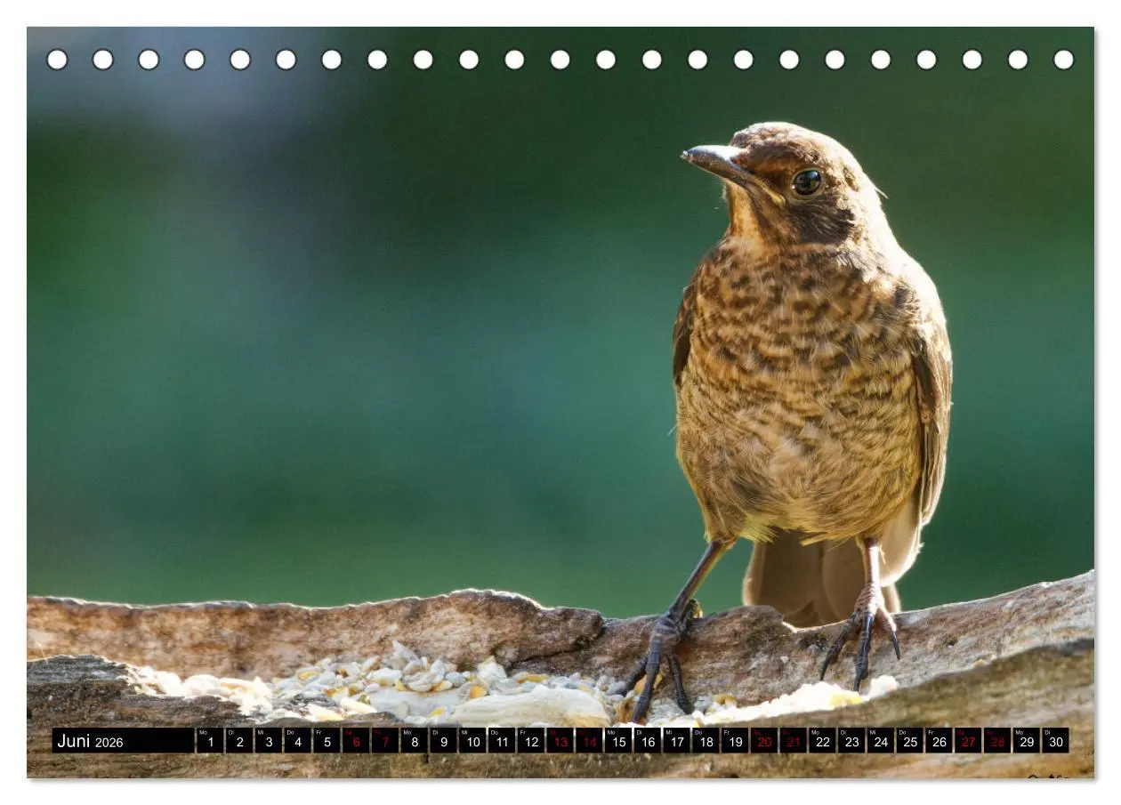 Bild: 9783457447697 | Vogelkinder - Junge Wildvögel (Tischkalender 2026 DIN A5 quer),...