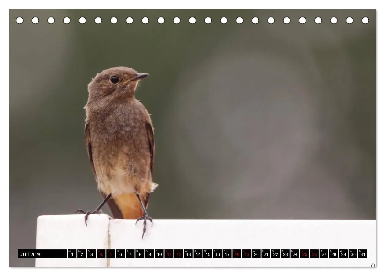 Bild: 9783457447697 | Vogelkinder - Junge Wildvögel (Tischkalender 2026 DIN A5 quer),...