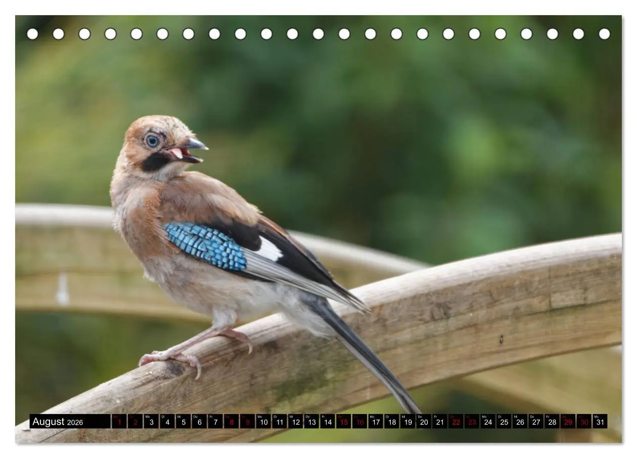Bild: 9783457447697 | Vogelkinder - Junge Wildvögel (Tischkalender 2026 DIN A5 quer),...