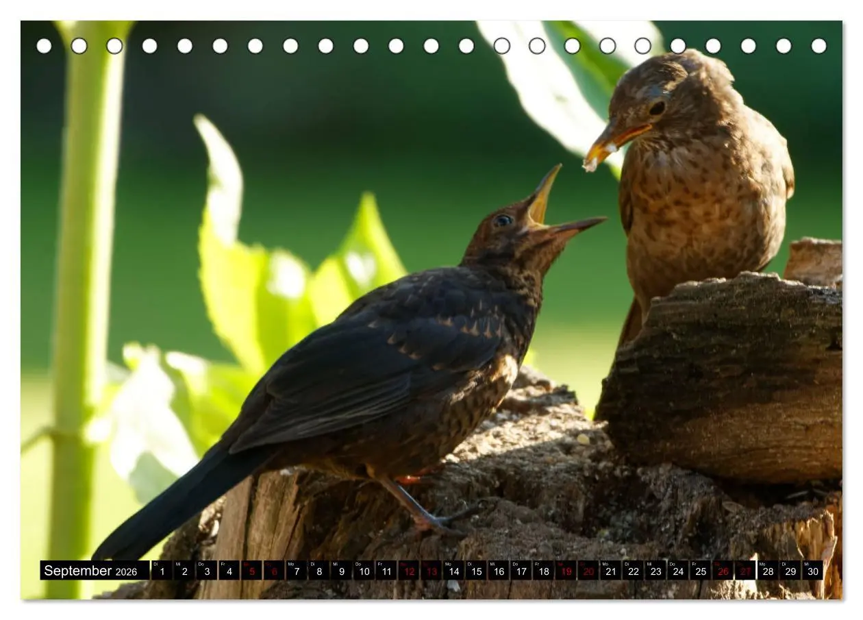 Bild: 9783457447697 | Vogelkinder - Junge Wildvögel (Tischkalender 2026 DIN A5 quer),...