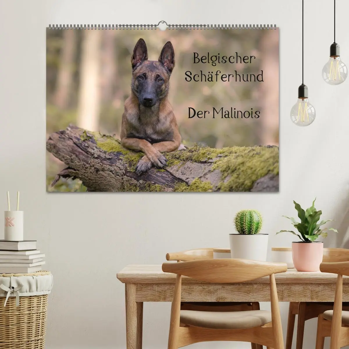 Bild: 9783516087697 | Belgischer Schäferhund - Der Malinois (Wandkalender 2026 DIN A2...