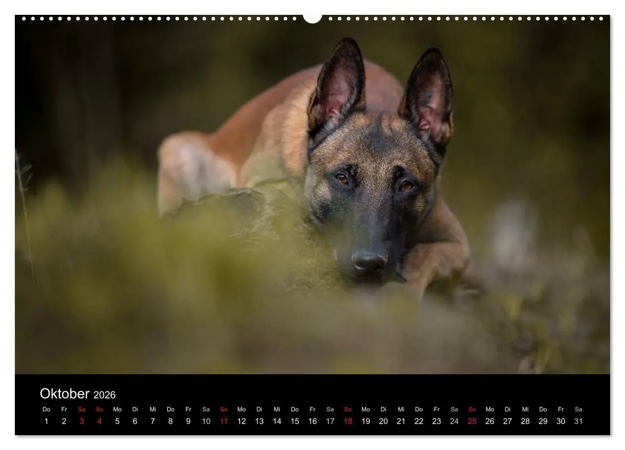 Bild: 9783516087697 | Belgischer Schäferhund - Der Malinois (Wandkalender 2026 DIN A2...
