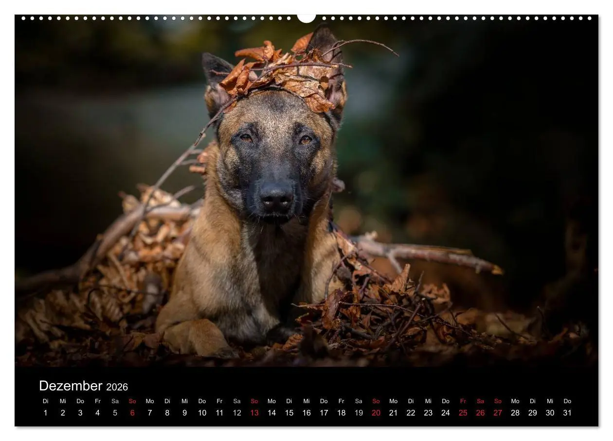 Bild: 9783516087697 | Belgischer Schäferhund - Der Malinois (Wandkalender 2026 DIN A2...