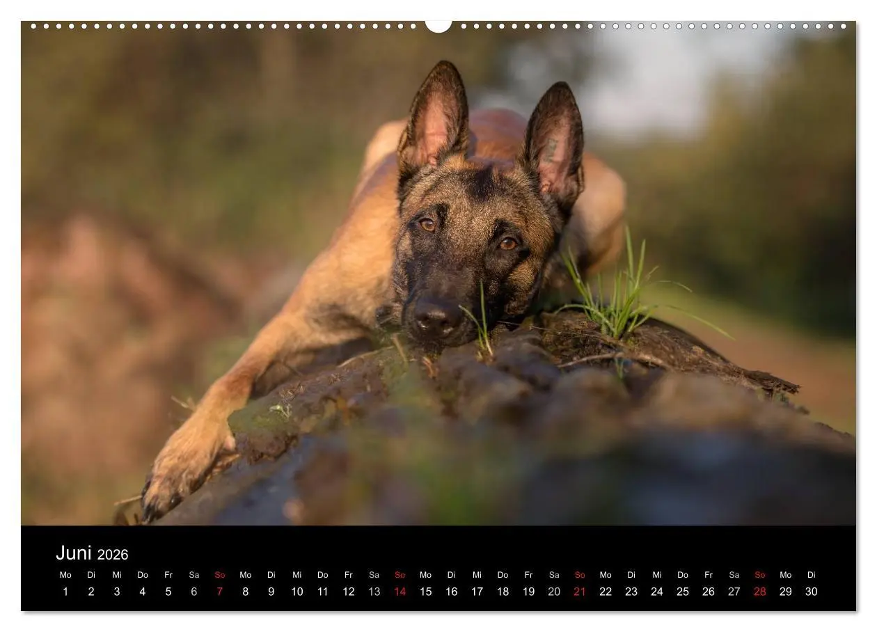 Bild: 9783516087697 | Belgischer Schäferhund - Der Malinois (Wandkalender 2026 DIN A2...