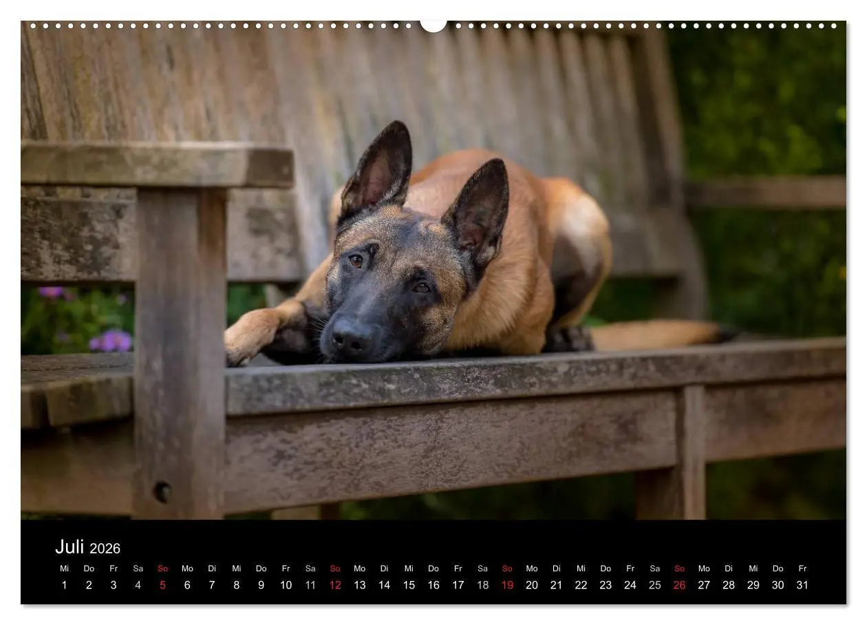 Bild: 9783516087697 | Belgischer Schäferhund - Der Malinois (Wandkalender 2026 DIN A2...