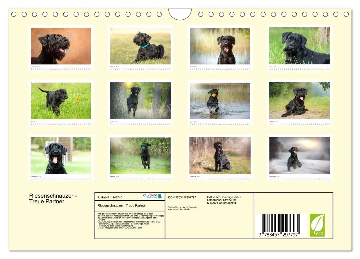 Bild: 9783457297797 | Riesenschnauzer - Treue Partner (Wandkalender 2026 DIN A4 quer),...
