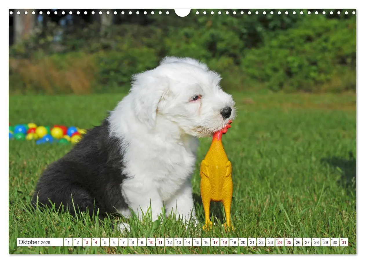 Bild: 9783457367797 | In der Kinderstube bei Familie Bobtail (Wandkalender 2026 DIN A3...