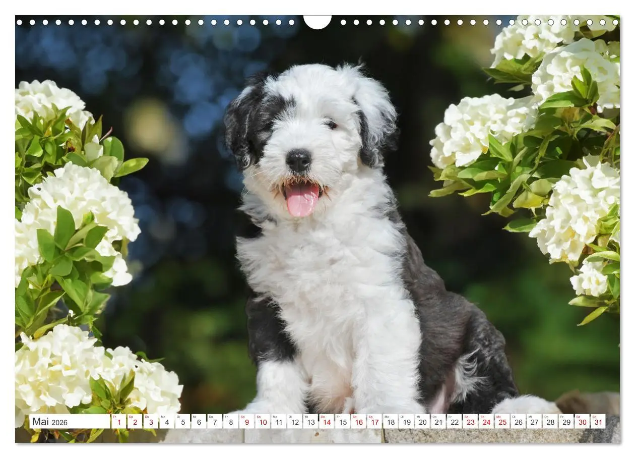 Bild: 9783457367797 | In der Kinderstube bei Familie Bobtail (Wandkalender 2026 DIN A3...