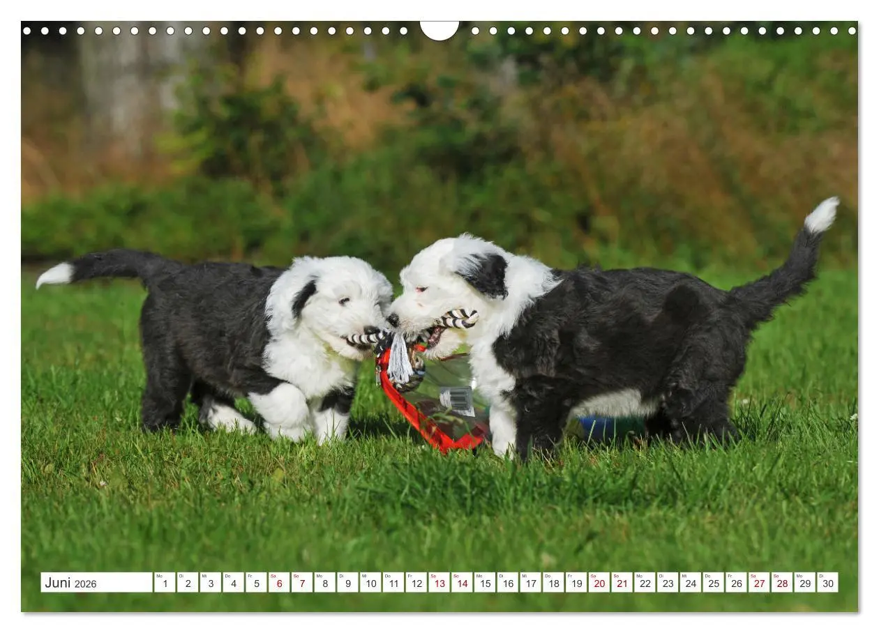 Bild: 9783457367797 | In der Kinderstube bei Familie Bobtail (Wandkalender 2026 DIN A3...