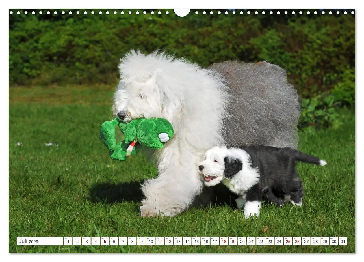 Bild: 9783457367797 | In der Kinderstube bei Familie Bobtail (Wandkalender 2026 DIN A3...