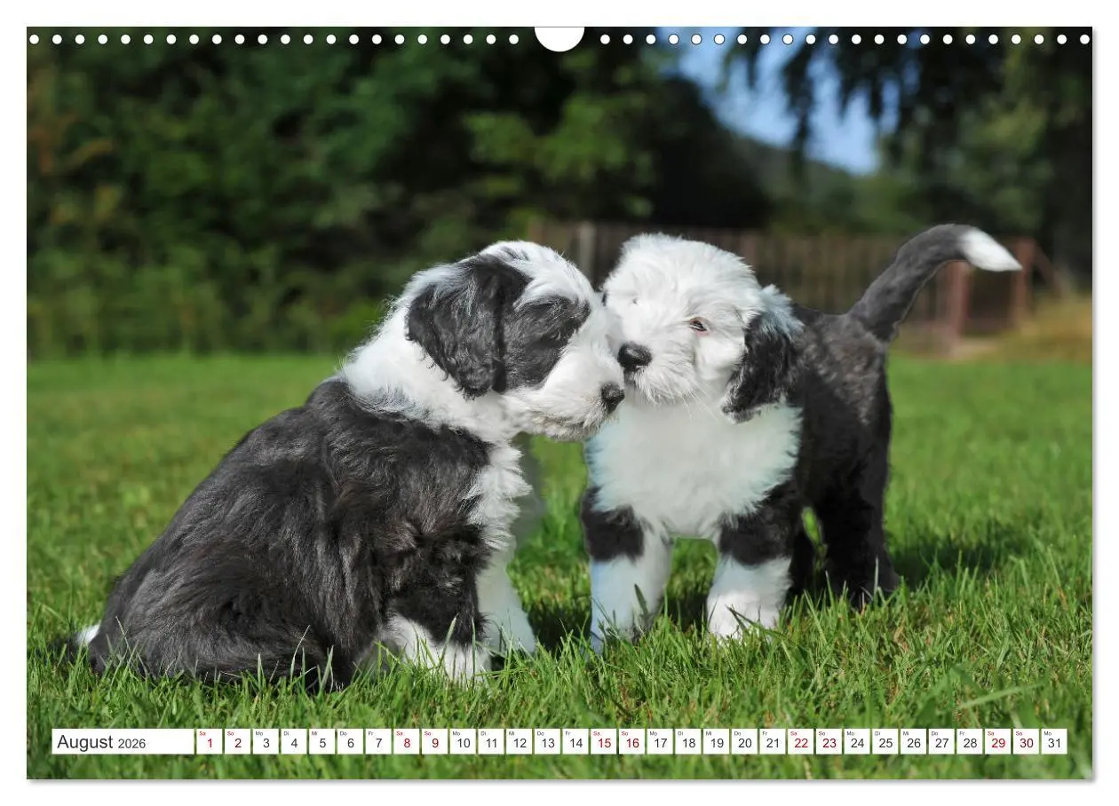 Bild: 9783457367797 | In der Kinderstube bei Familie Bobtail (Wandkalender 2026 DIN A3...