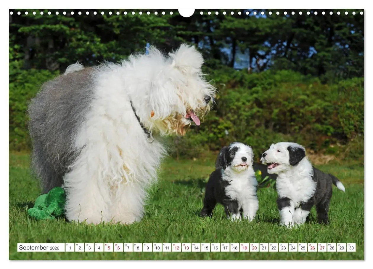 Bild: 9783457367797 | In der Kinderstube bei Familie Bobtail (Wandkalender 2026 DIN A3...