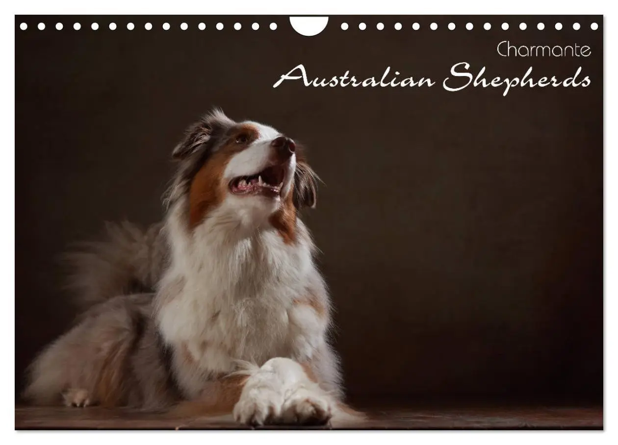 Cover: 9783457897997 | Charmante Australian Shepherds (Wandkalender 2026 DIN A4 quer),...