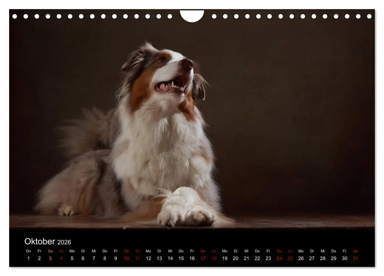 Bild: 9783457897997 | Charmante Australian Shepherds (Wandkalender 2026 DIN A4 quer),...