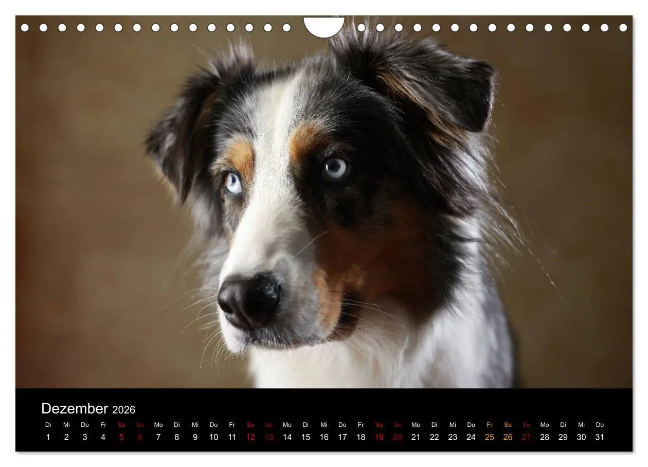 Bild: 9783457897997 | Charmante Australian Shepherds (Wandkalender 2026 DIN A4 quer),...