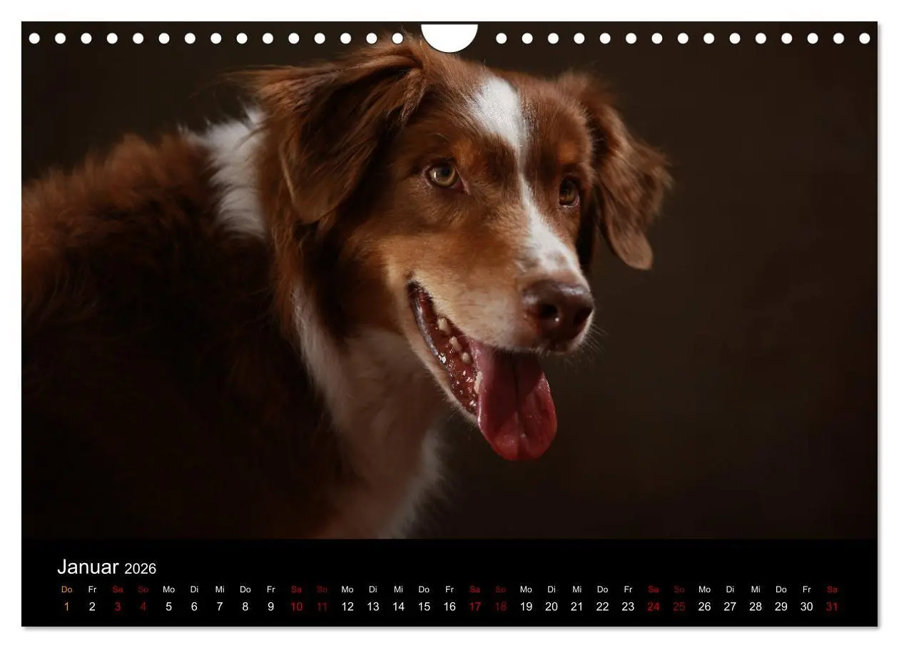 Bild: 9783457897997 | Charmante Australian Shepherds (Wandkalender 2026 DIN A4 quer),...