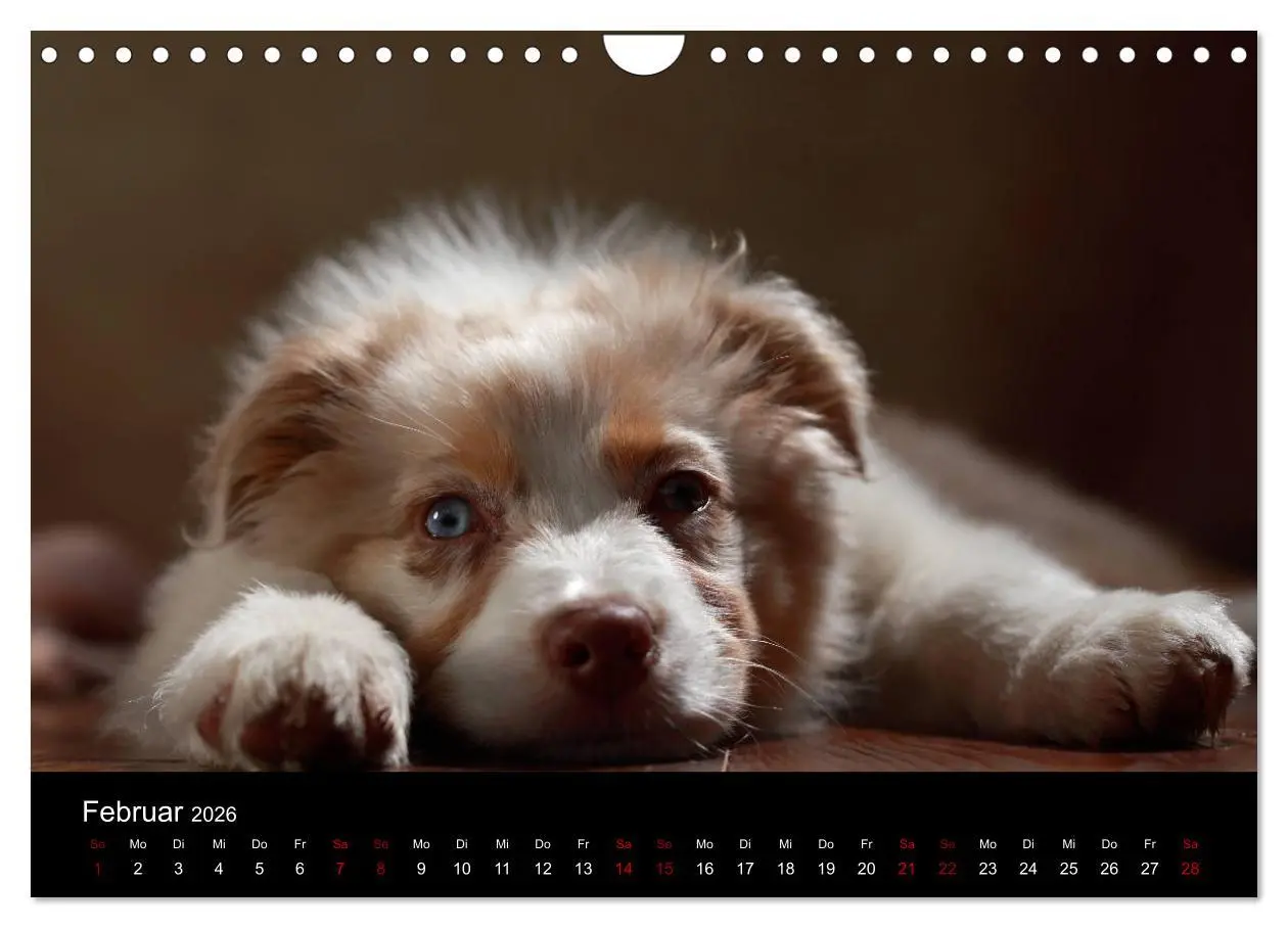 Bild: 9783457897997 | Charmante Australian Shepherds (Wandkalender 2026 DIN A4 quer),...