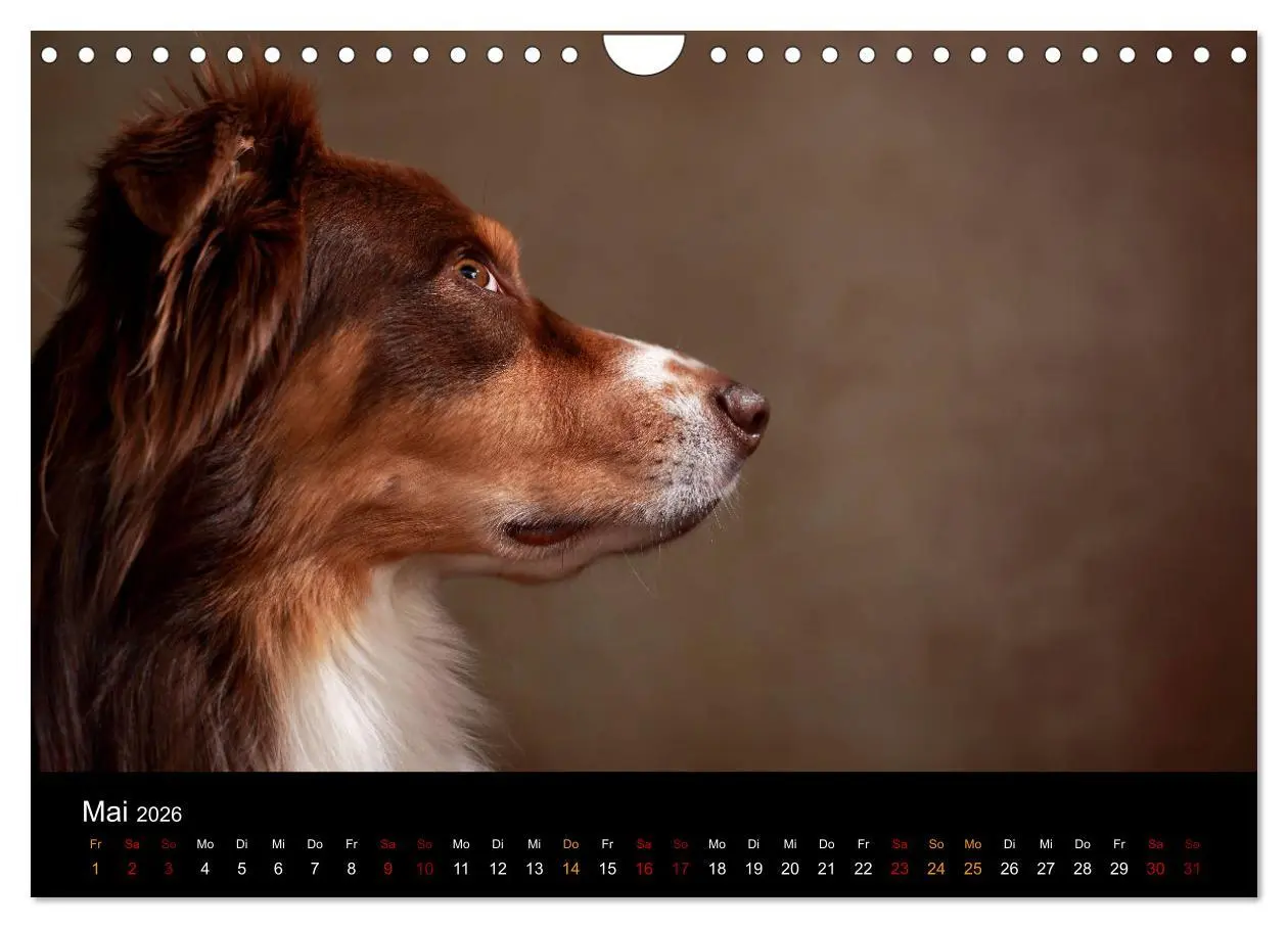Bild: 9783457897997 | Charmante Australian Shepherds (Wandkalender 2026 DIN A4 quer),...